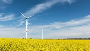wind turbines in rapeseed field in germany