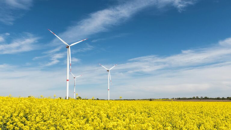 wind turbines in rapeseed field in germany
